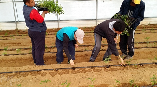 2015년 해피투게더팜 일꾼들이 토마토 모종을 심고 있다. ⓒ해피투게더팜