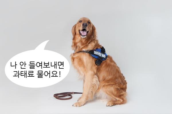 안내견 "나 안들여보내면 과태료 물어요" (사진 출처 : flickr.com)