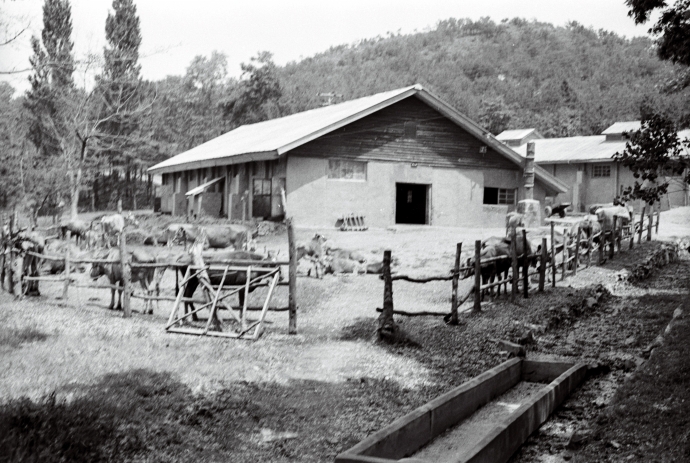 선감학원 내 원생들이 일을 하던 축사. 1976년 자료사진. (사진제공 : 정진각 안산지역사연구소 소장)