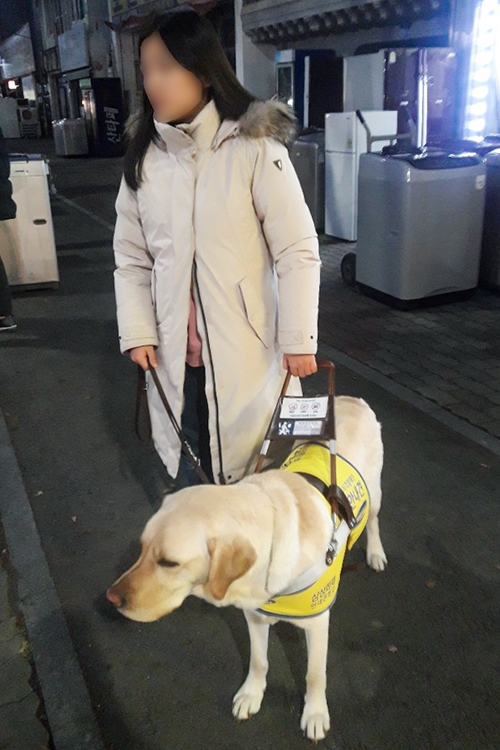 시각장애인 1급 김 씨(31세)와 안내견 해별(래브라도 리트리버, 2살)이가 아침에 동네를 산책하고 있는 모습 © 피해당사자 김 씨 가족