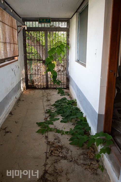 장항 수심원 복도 끝 쇠창살 사이로 햇살과 초록 넝쿨이 들어 왔다. 사진 박승원