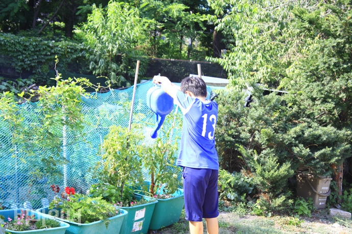 현준이가 토마토에 물을 주고 있다. 사진 허현덕