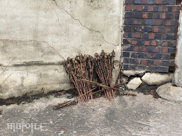 조선우드 공장 정문 앞에 김재순을 추모하는 꽃들이 시든 채 놓여있다. 사진 이가연