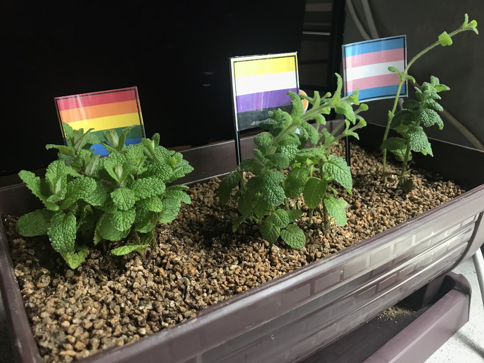 테이블 위 널따란 화분에 민트 허브 묘목이 세 그루, 그 뒤에 다채로운 성소수자 플래그(깃발)가 푯말처럼 흙에 꽂혀 있다. 다양한 성소수자들이 테이블에 앉을 때 반가움과 안전함을 느끼길 바라며 만들었다. ⓒ에디