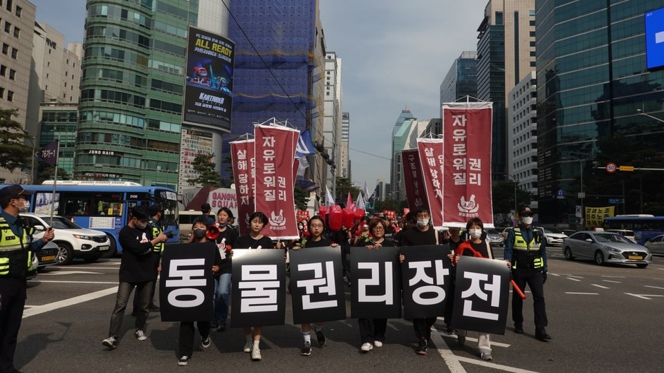 동물해방공동체직접행동DxE는 지난 10월 1일, 동물권리장전행진을 벌였다. 사진 동물해방공동체직접행동DxE