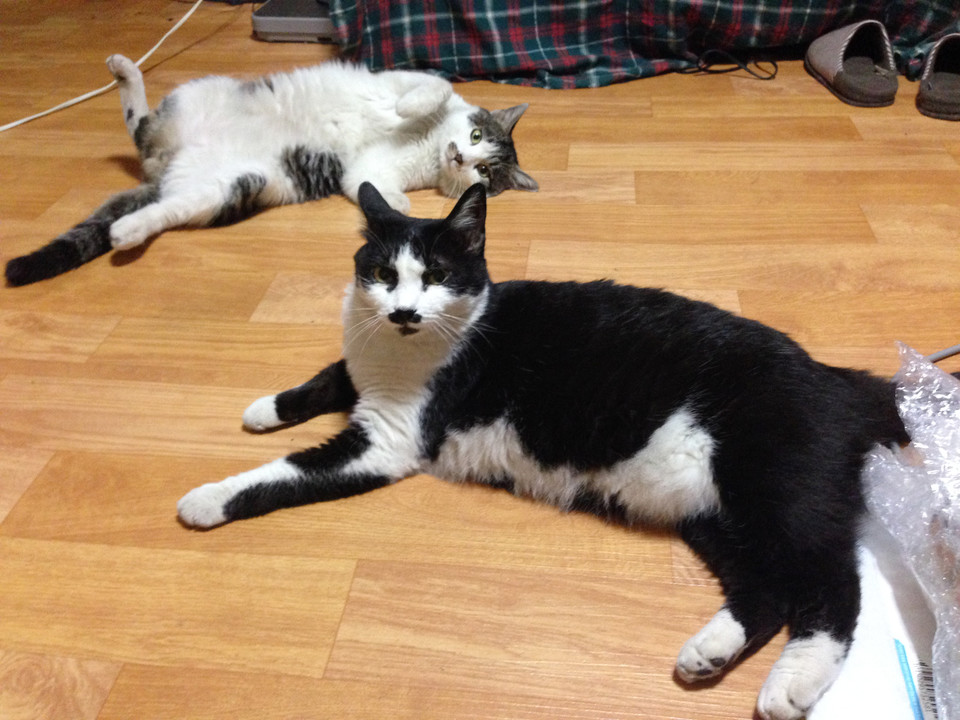 앞쪽에 검은 고양이가 ‘자바’, 뒤에 흰 고양이는 자바 아들 ‘도도’다. 사진 제공 임소연 